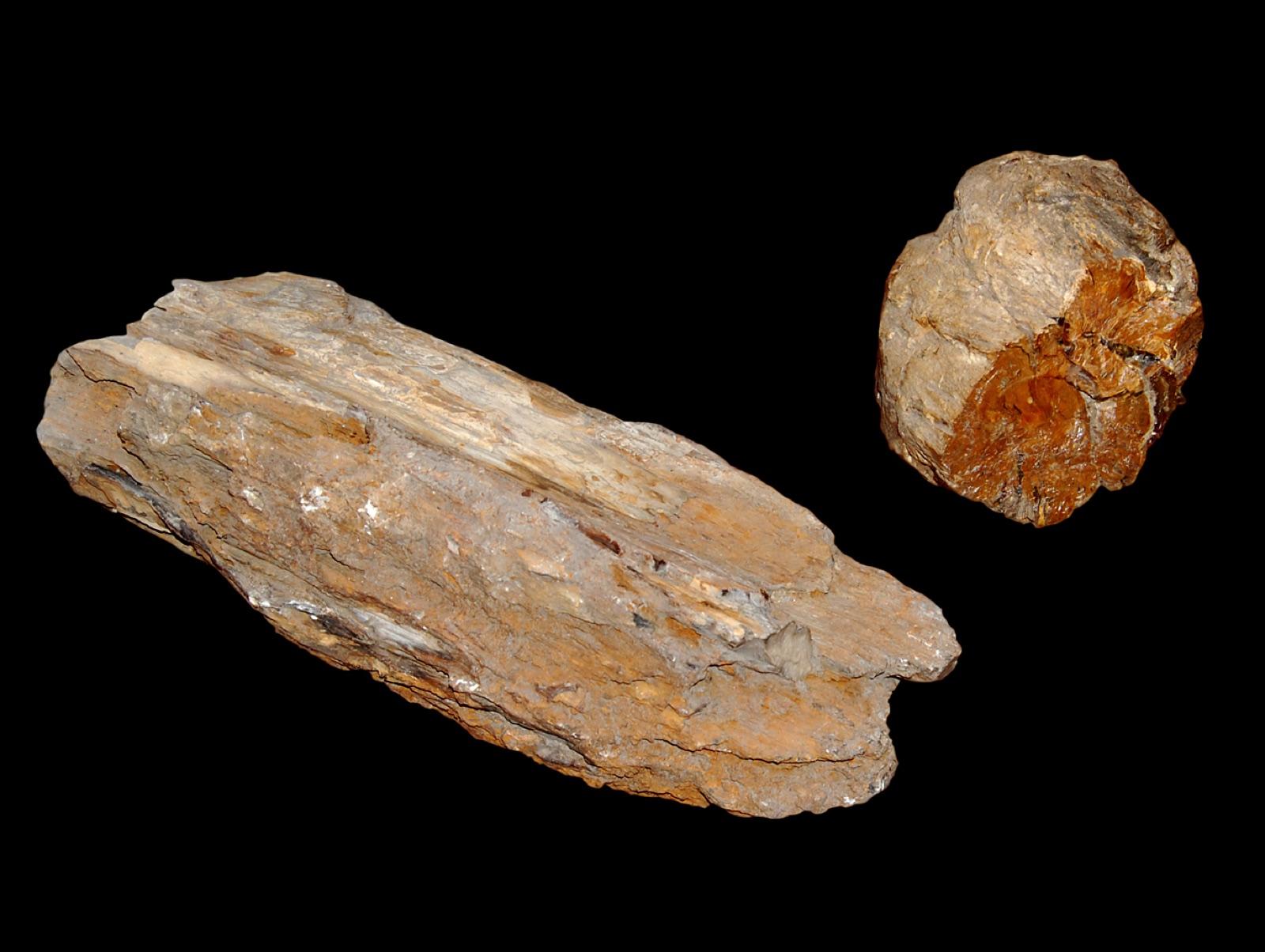 Miocene silicified tree log pieces showing wood grain