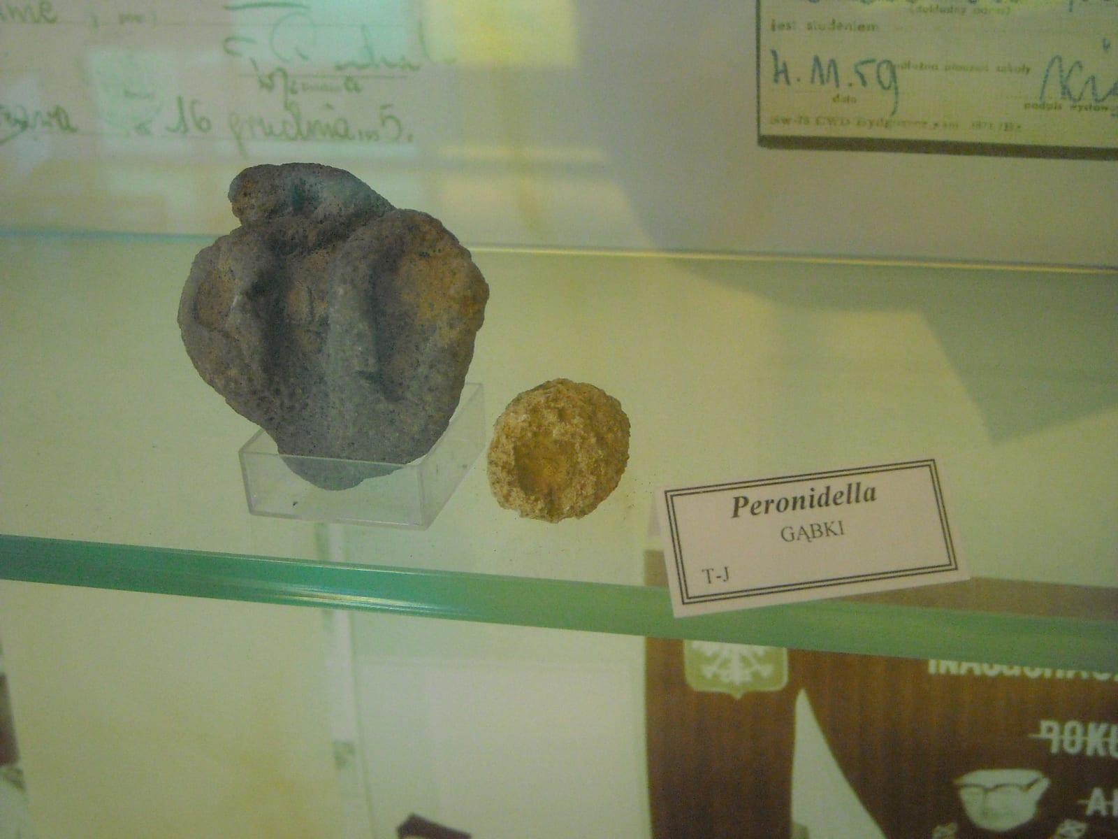 Sponge Fossil fossil