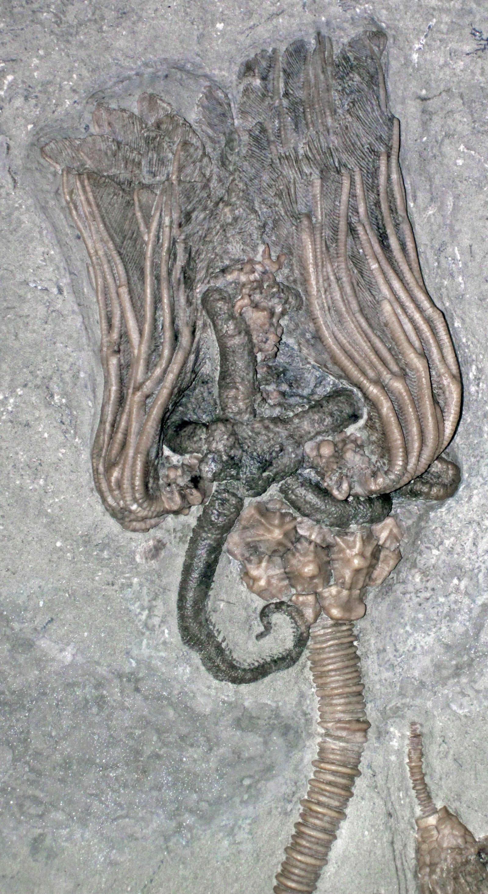 Starfish Fossil fossil, Actinocrinites gibsoni fossil crinoid & fossil starfish (Mississippian; Crawfordsville, Indiana, USA)
