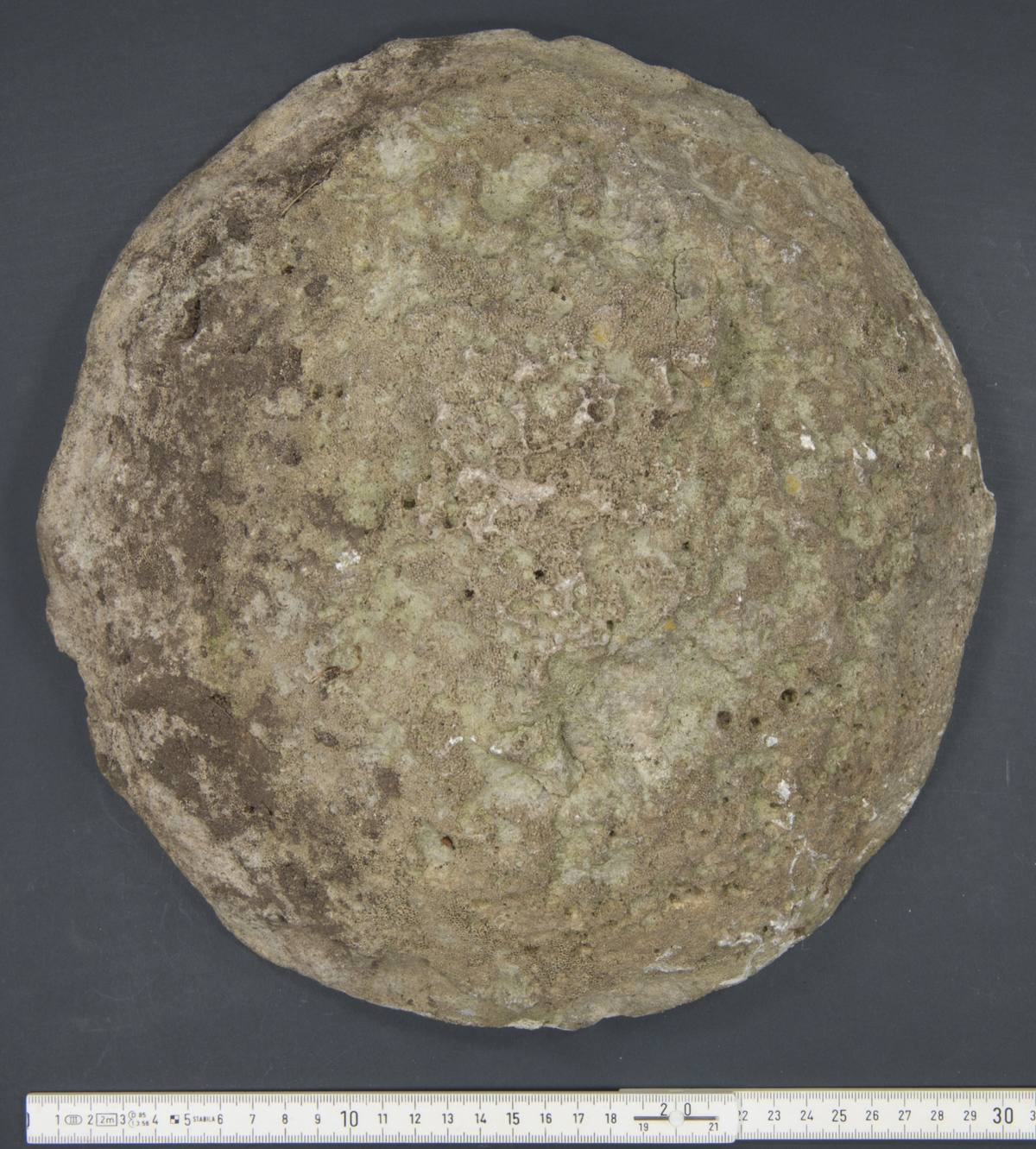 Stromatoporioids fossil