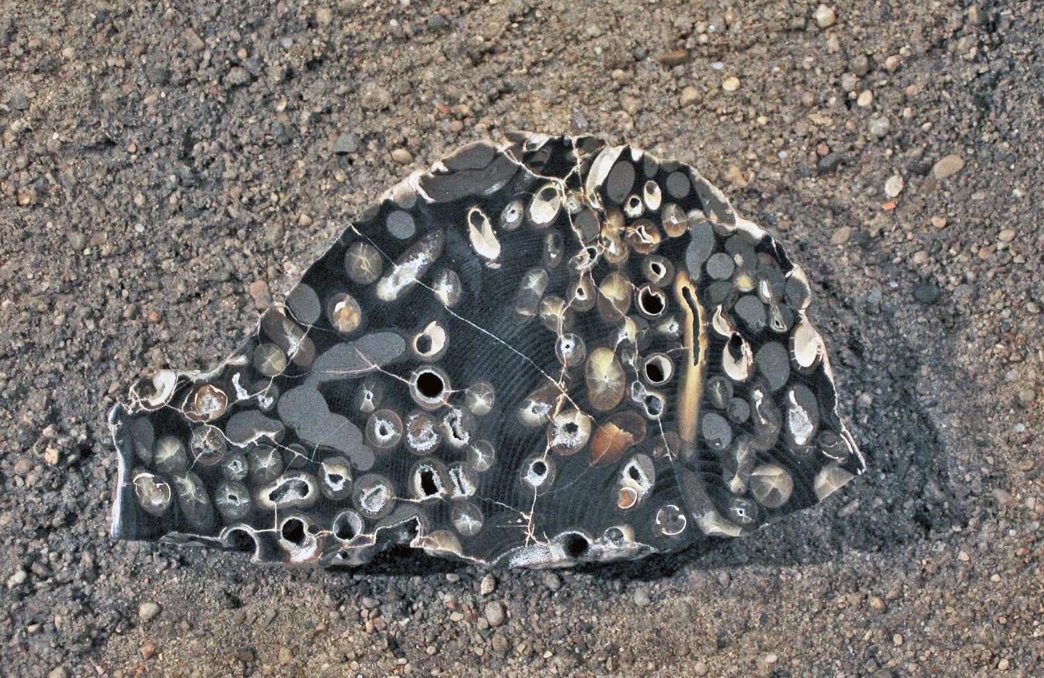 Teredo Petrified Wood fossil