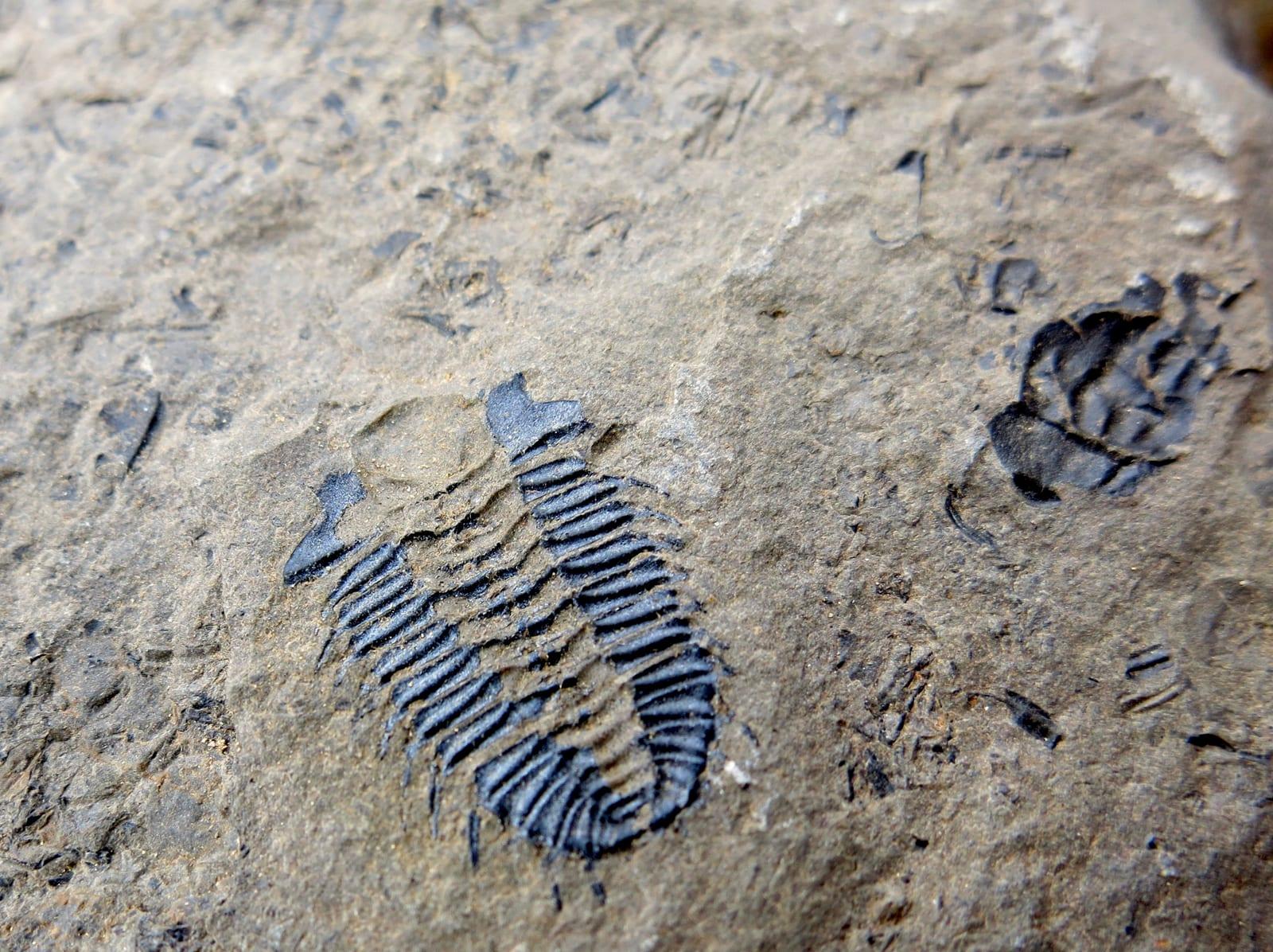 Trilobite Fossils fossil
