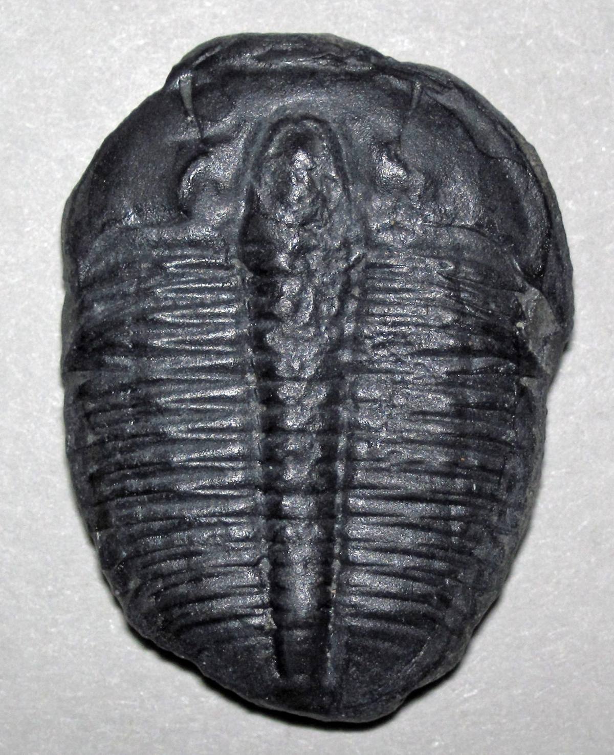 Trilobite