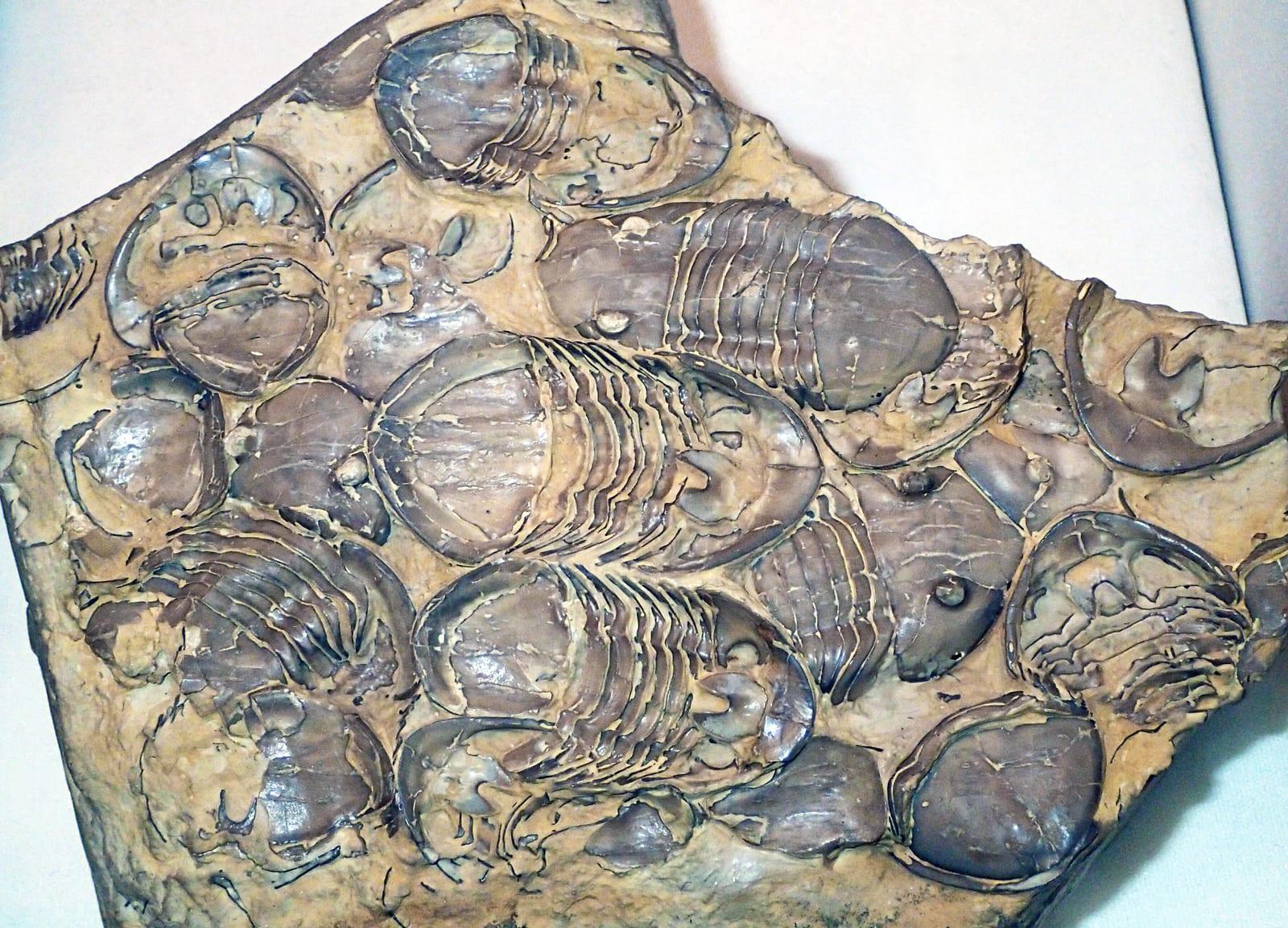 Trilobite