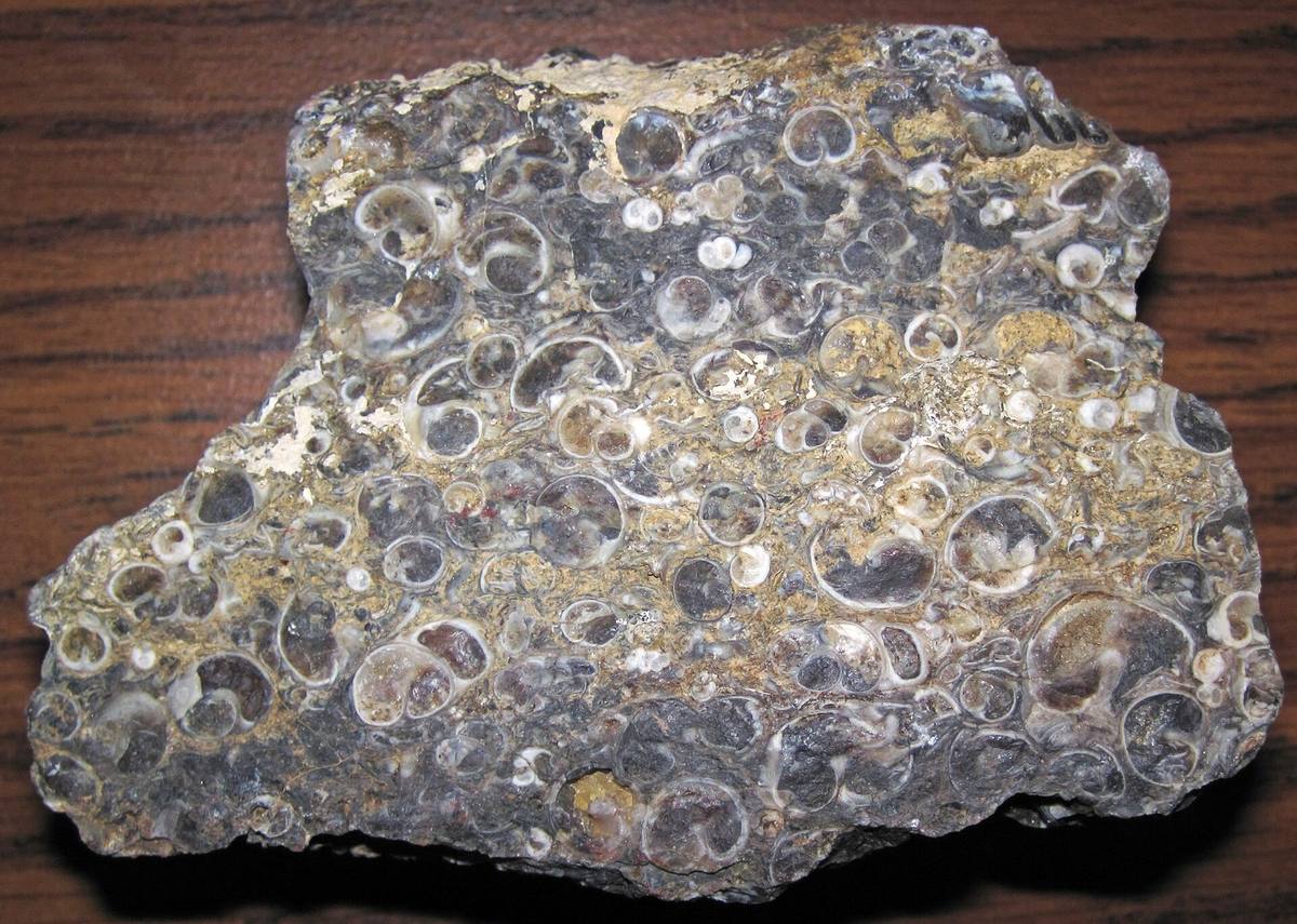 Turritella Agate