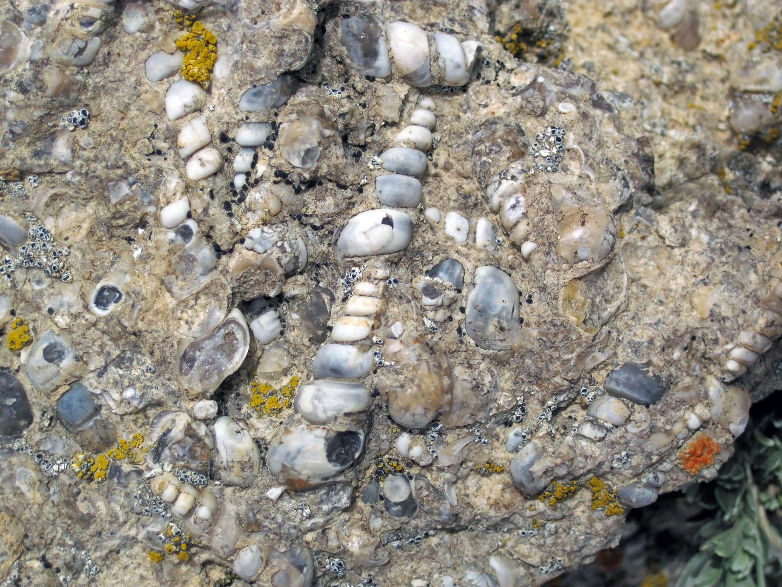Turritella Agate fossil