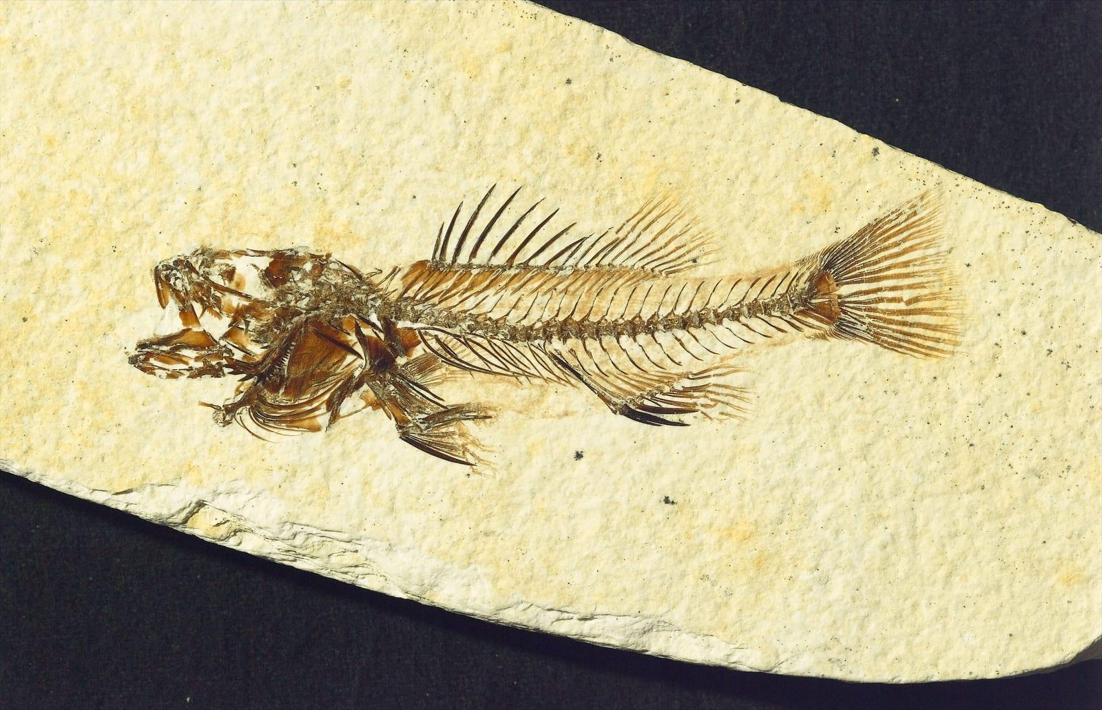 Vertebrate Fossils fossil