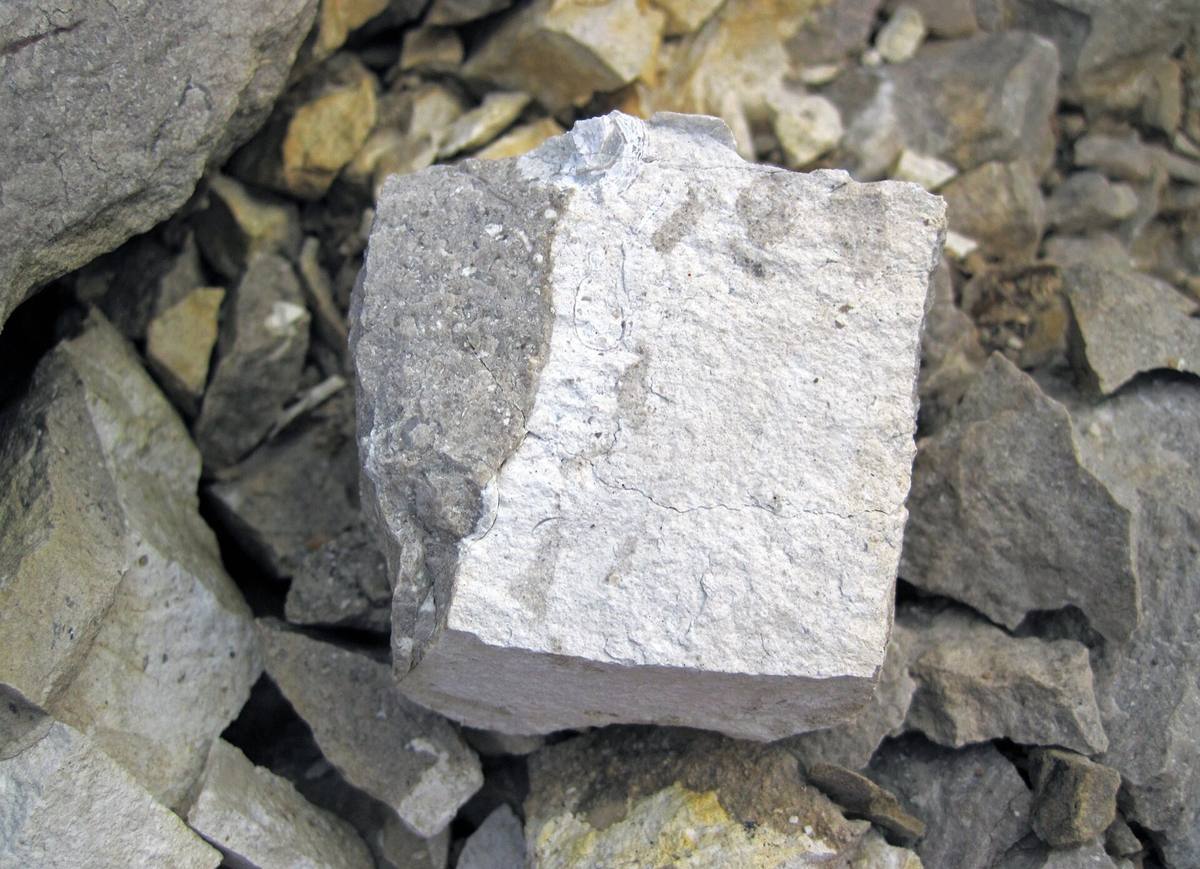 White chert block in Columbus Limestone, Dublin, Ohio