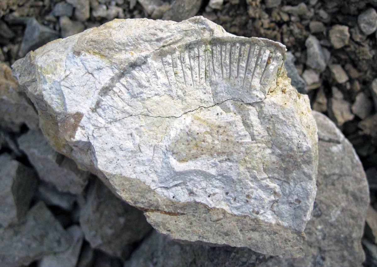 White fossiliferous chert with a brachiopod, Columbus Limestone, Ohio