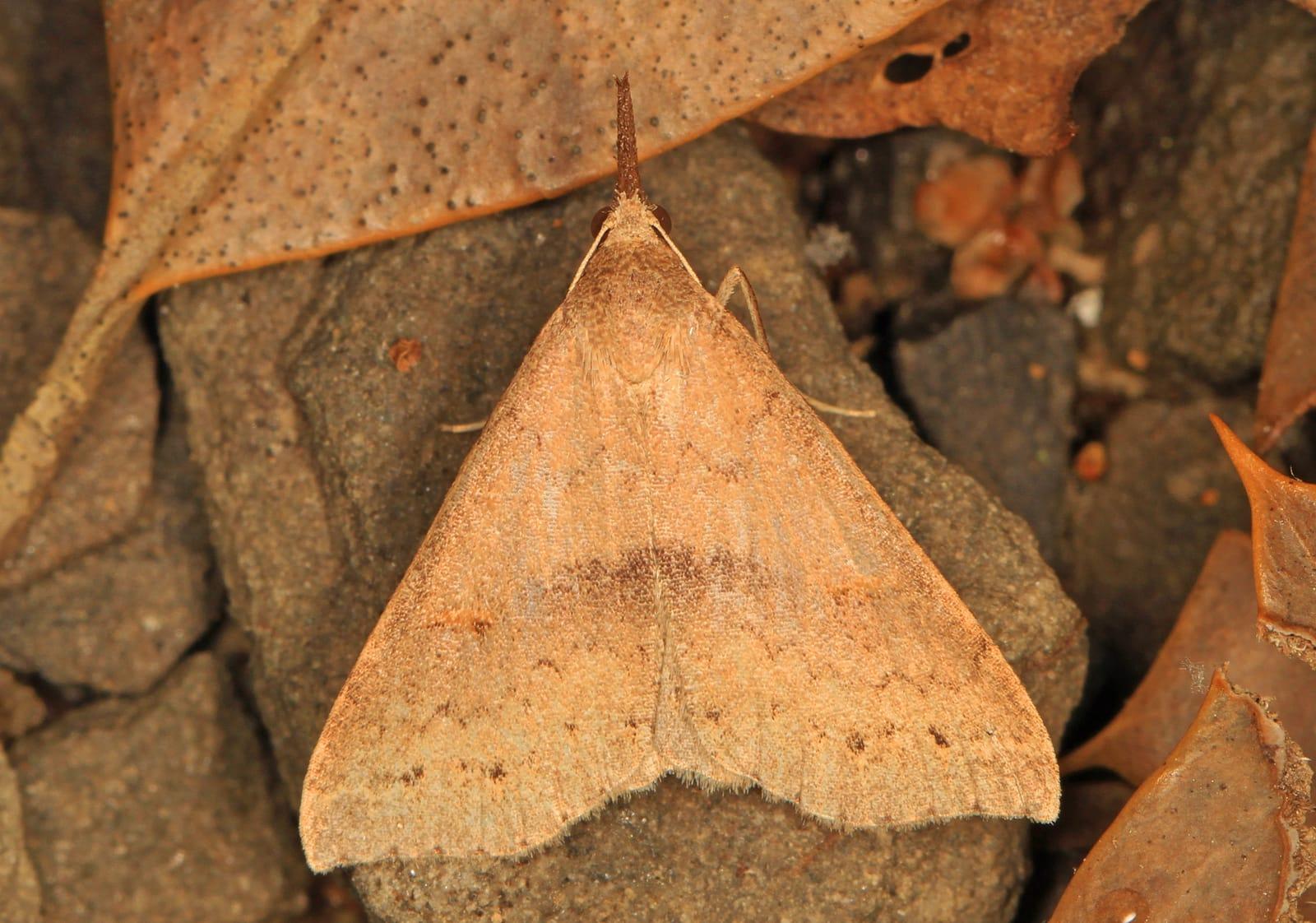 Litter Moth   Herminiinae, Crater of Diamonds State Park, Arkansas at Crater of Diamonds State Park, Pike County, Arkansas