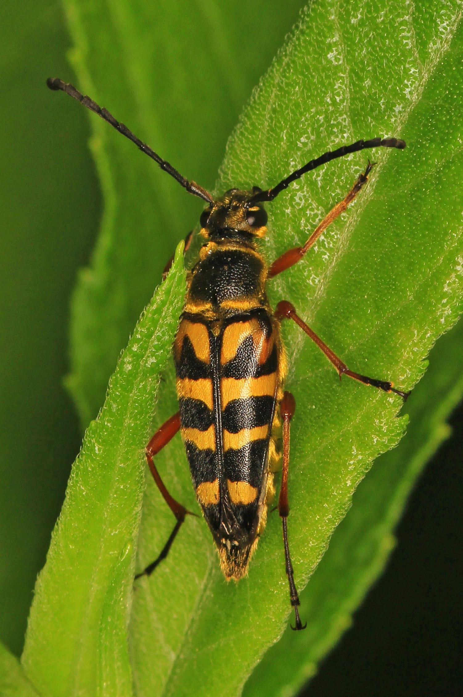 Long horned Beetle   Typocerus velutinus, Crater of Diamonds State Park, Murfreesboro, Arkansas at Crater of Diamonds State Park, Pike County, Arkansas