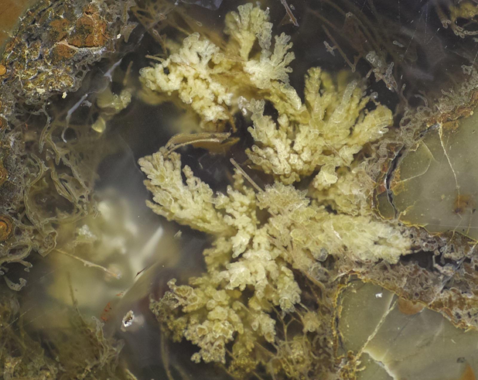 Plume agate inside a thunderegg, the kind of agate found in the Del Norte beds