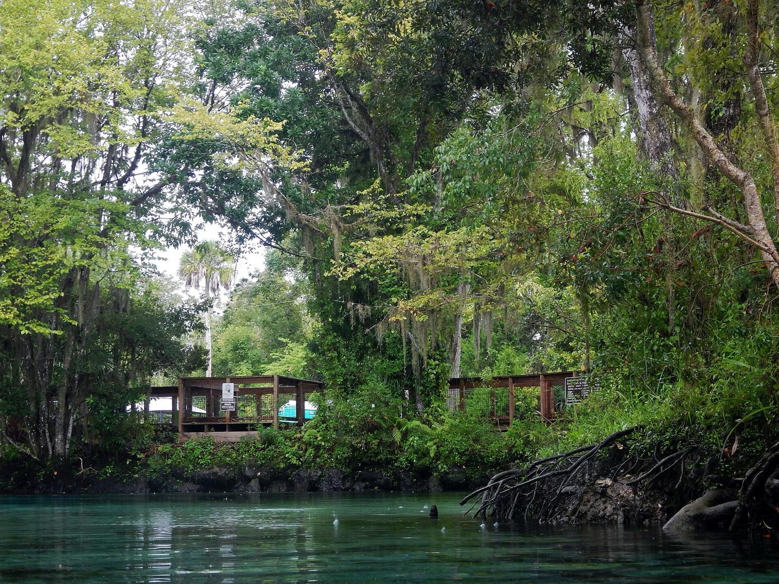 Spring-fed water at Three Sisters Springs, Crystal River, Citrus County, Florida