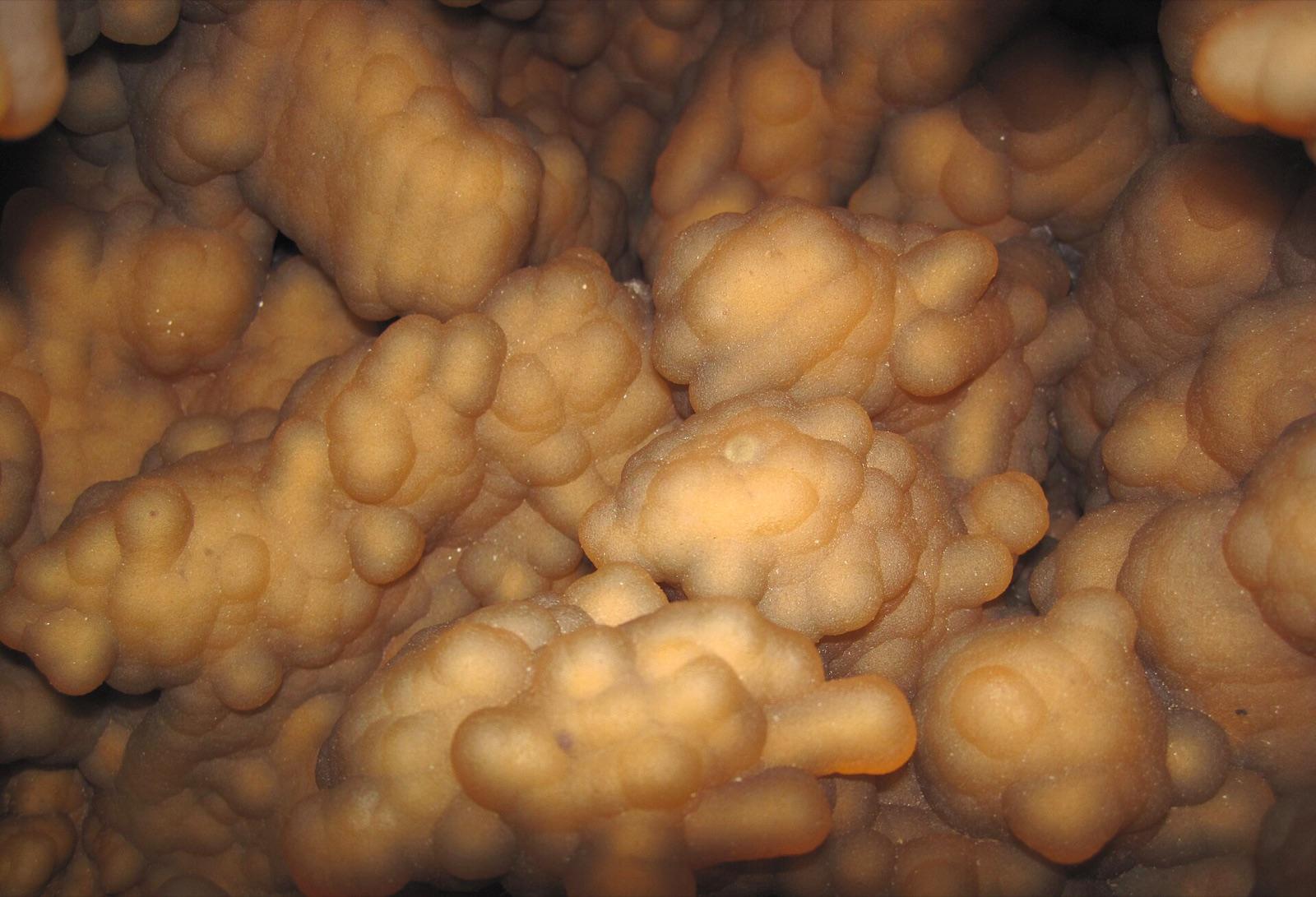 Agatized coral from the Withlacoochee River, fossil coral replaced by botryoidal chalcedony