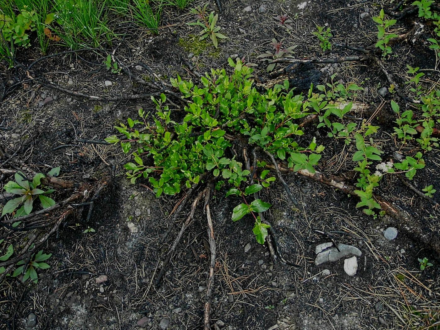Ceanothus velutinus, snowbrush ceanothus | US Forest Service Research and  Development at Seven Devils Mining District, Adams County, Idaho