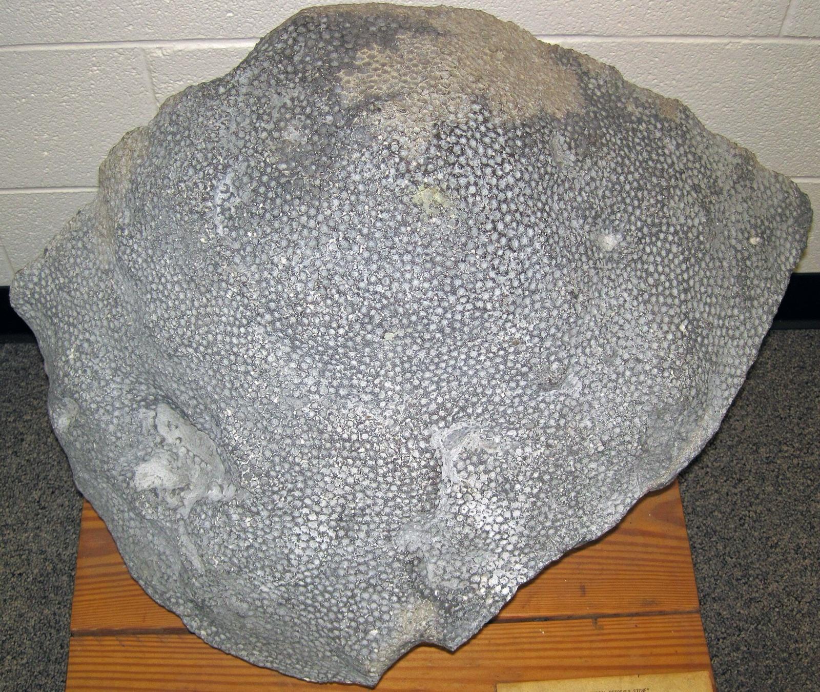 A natural Petoskey stone (Hexagonaria coral) from a Lake Michigan beach