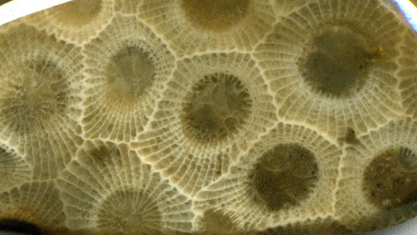 A polished Petoskey stone showing the hexagonal coral pattern, Michigan's state stone