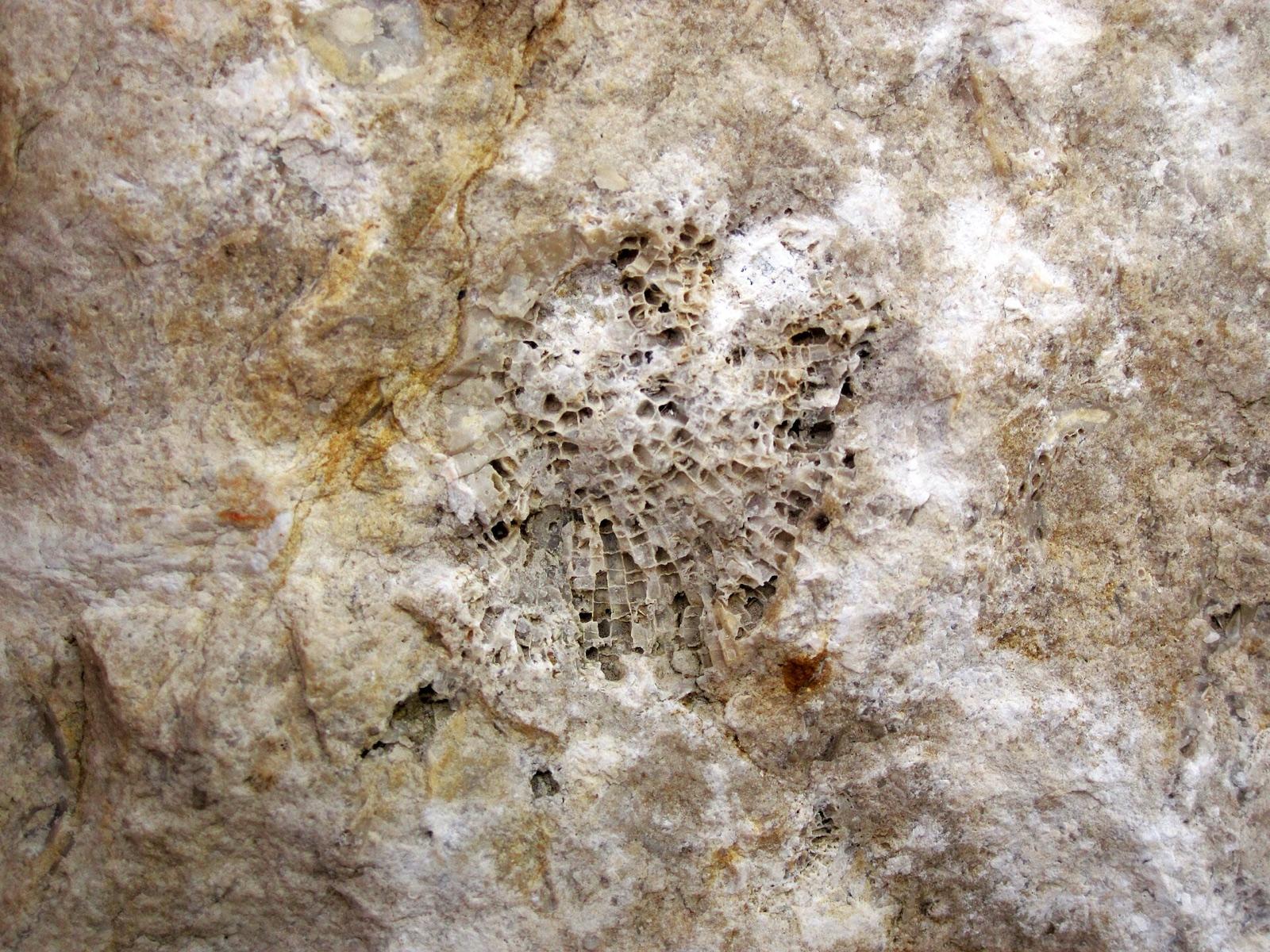 A Devonian honeycomb coral (Favosites) fossil in limestone, like the fossils at the Rockport quarry