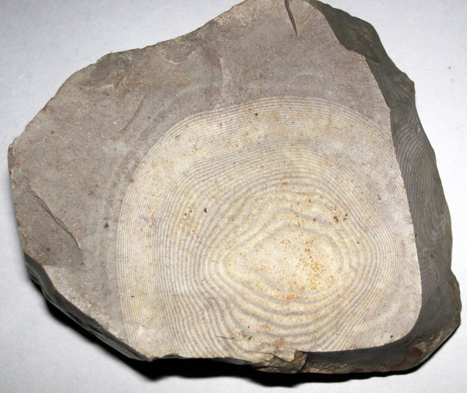 A gray Mississippian chert cobble with concentric pinstripe banding, representative of the colorful banded Boone Formation chert that packs the Elk River gravel bars near Bee Bluff.