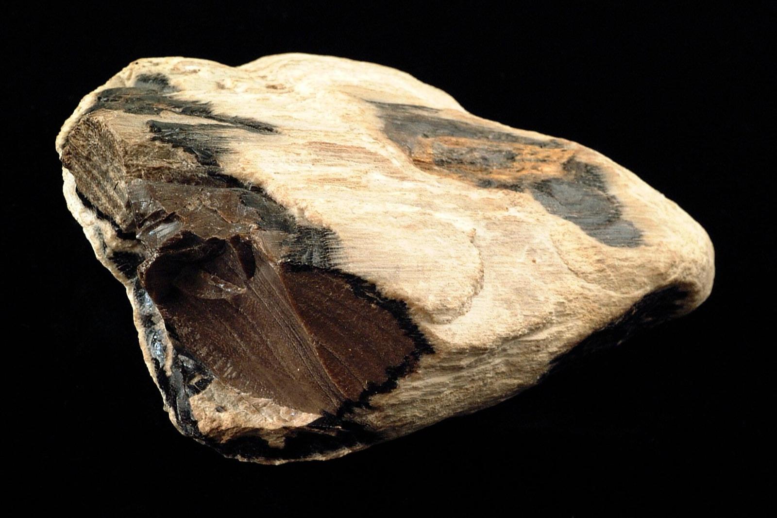 A piece of petrified wood with preserved grain and growth rings, representative of the silicified wood that is the standout find in the Grand River gravels around Gallatin.