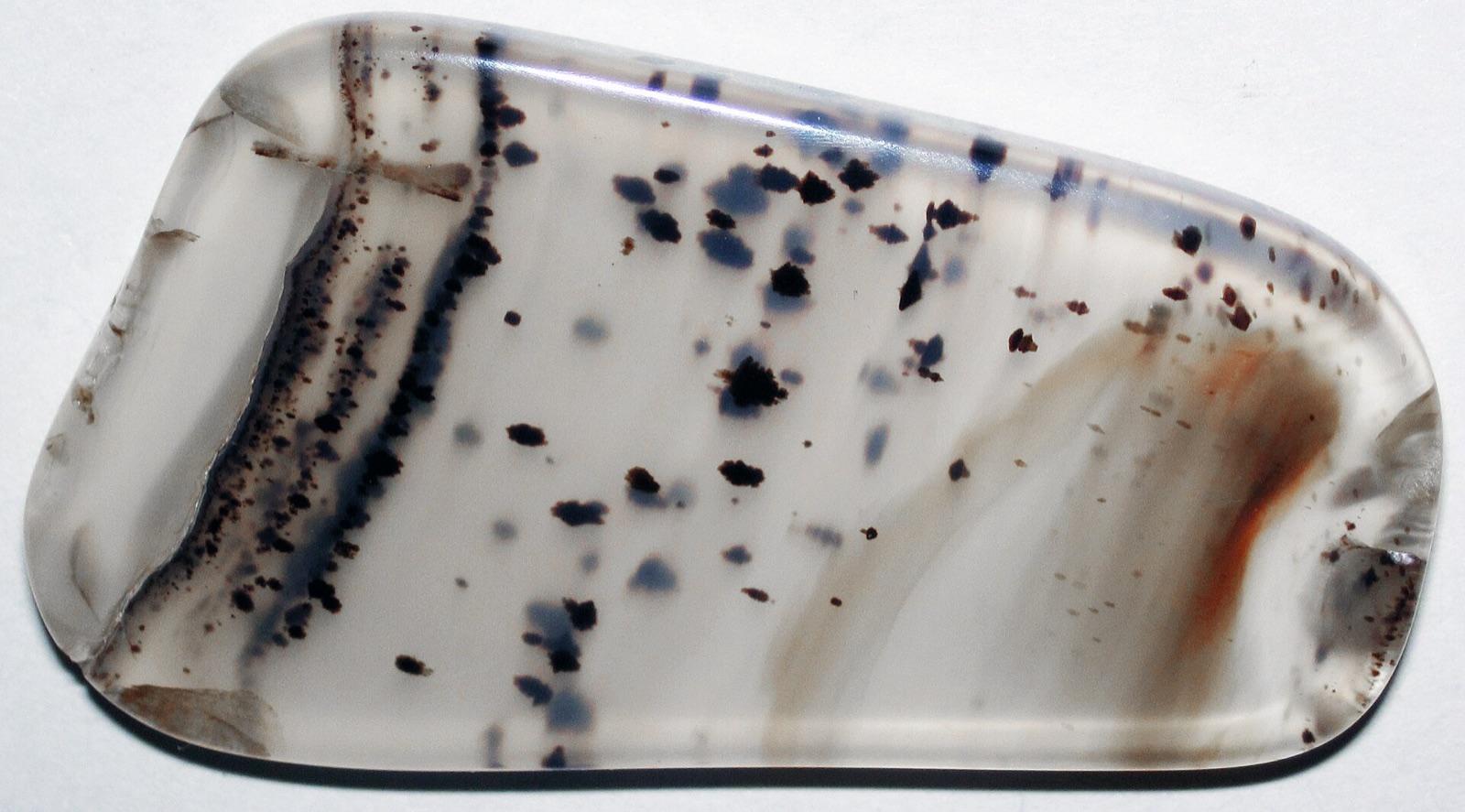 Polished Montana moss agate with dendritic inclusions from a Yellowstone River gravel bar, the signature agate found near Glendive, Dawson County, Montana