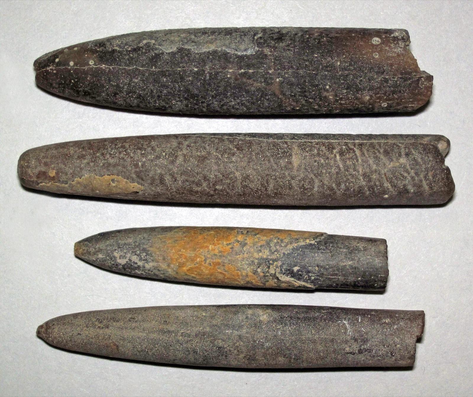 Representative Belemnitella americana belemnite fossils from the Cretaceous of New Jersey, the kind of fossil found at Big Brook Park in Monmouth County