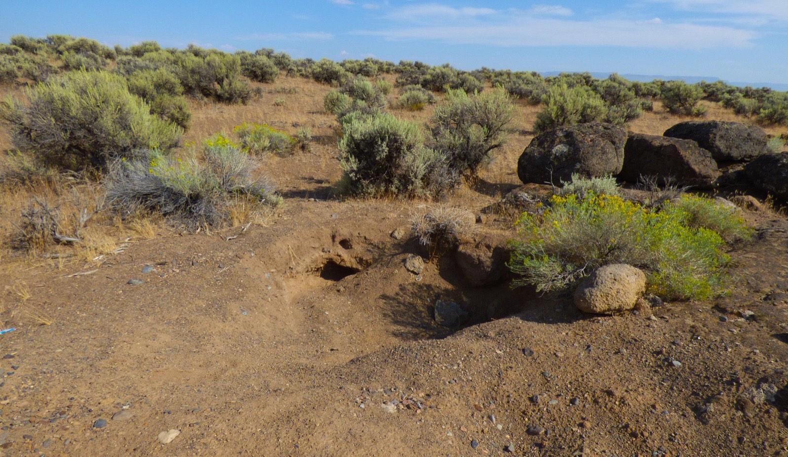 Digging pits and basalt boulders in sagebrush at the Oregon Sunstone Public Collection Area, Lake County, Oregon