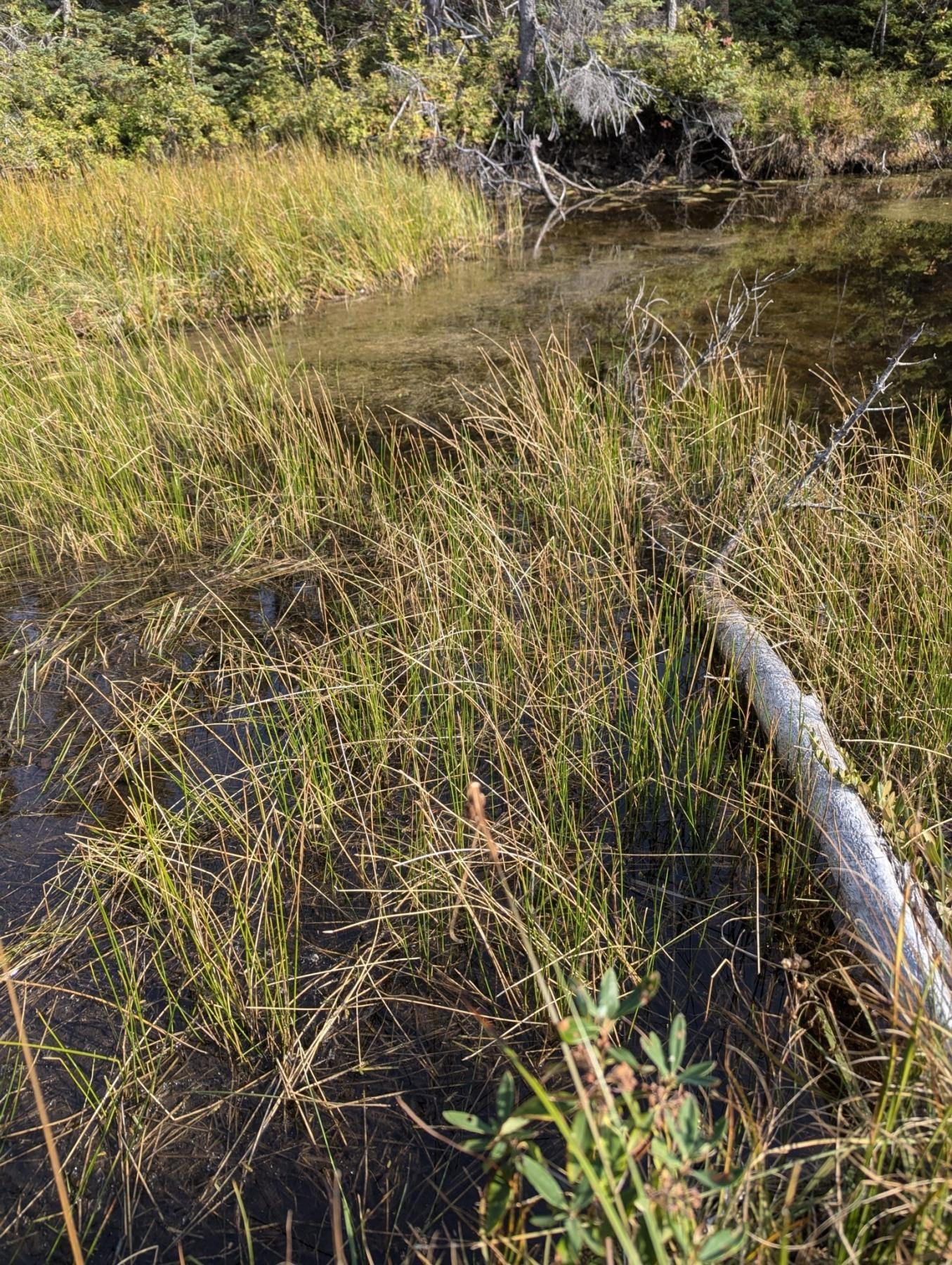 Eleocharis palustris, common spikerush | US Forest Service Research and  Development at Succor Creek General Area, Malheur County, Oregon
