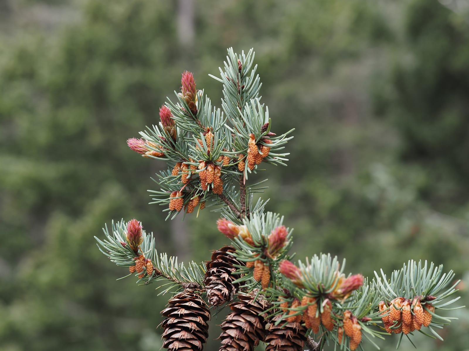 Pseudotsuga menziesii var at White Fir Spring, Crook County, Oregon