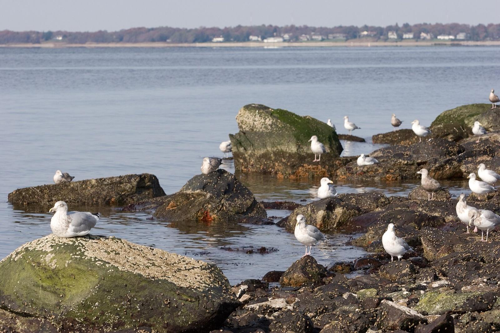 The rocky, cobble shoreline of Colt State Park in Bristol, Rhode Island, along Narragansett Bay, a public bay shore good for jasper pebbles.