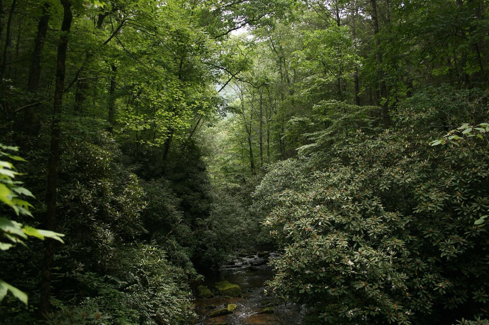 The East Fork of the Chattooga River in the Andrew Pickens Ranger District of Sumter National Forest, Oconee County, South Carolina