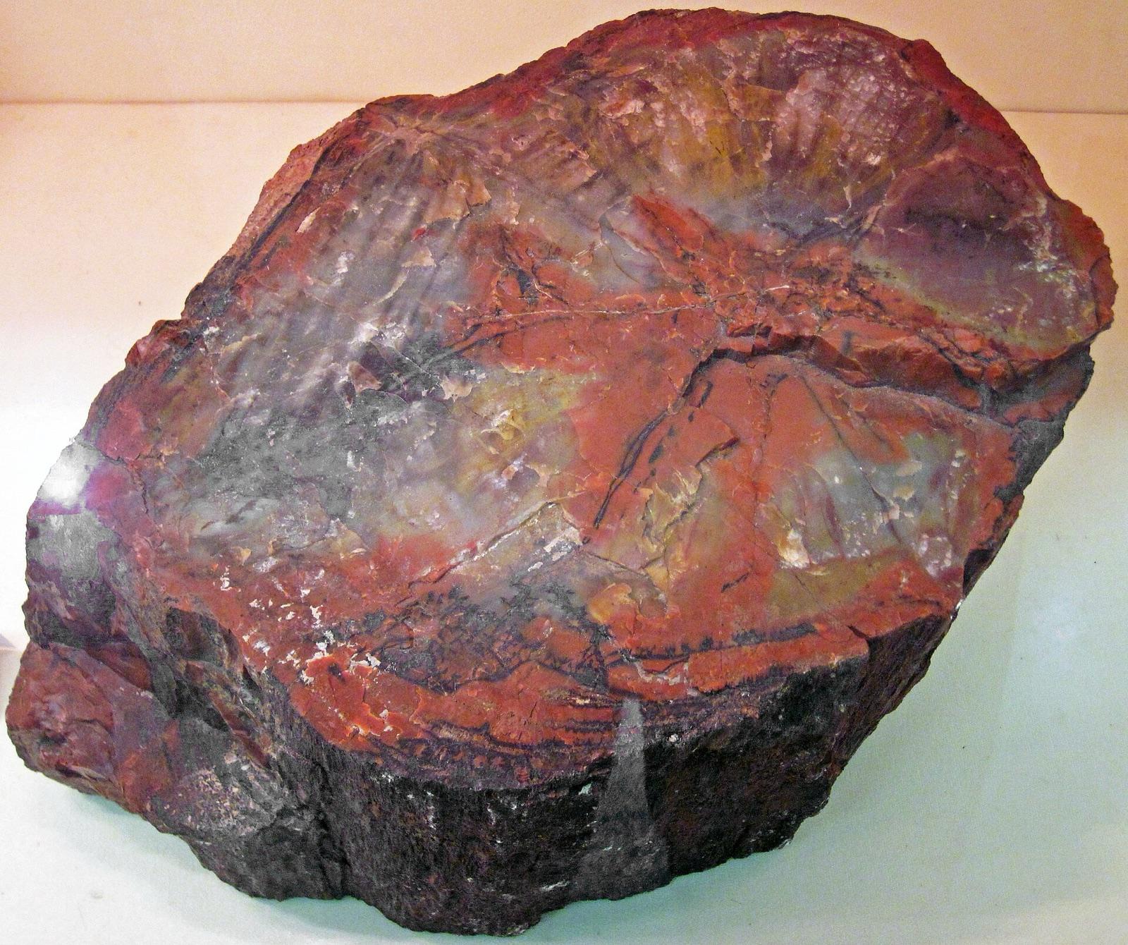 A cut slab of silica-permineralized fossil wood with red and purple agatized grain, the kind of agatized and opalized wood found in the Missouri River banks near Mobridge