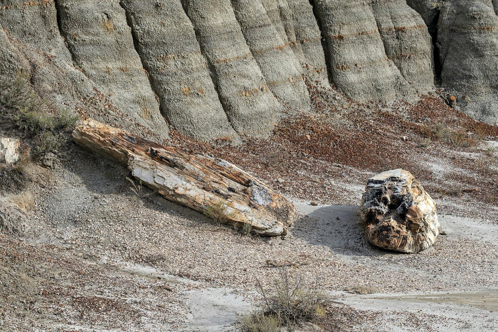 Petrified wood logs weathering out of badlands strata in the northern Great Plains, the kind of fossil wood found in the Missouri River gravels near Mound City