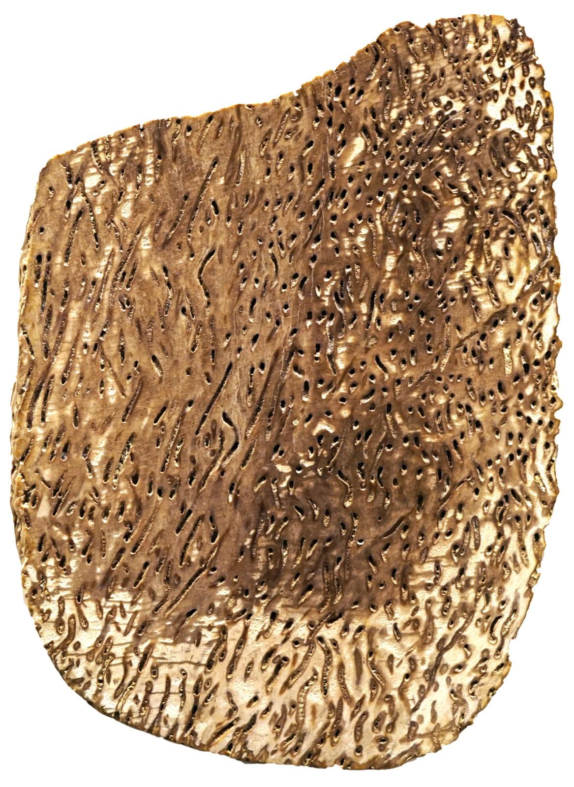 Polished petrified palm wood, the Texas state stone found in the Colorado River gravels near Smithville