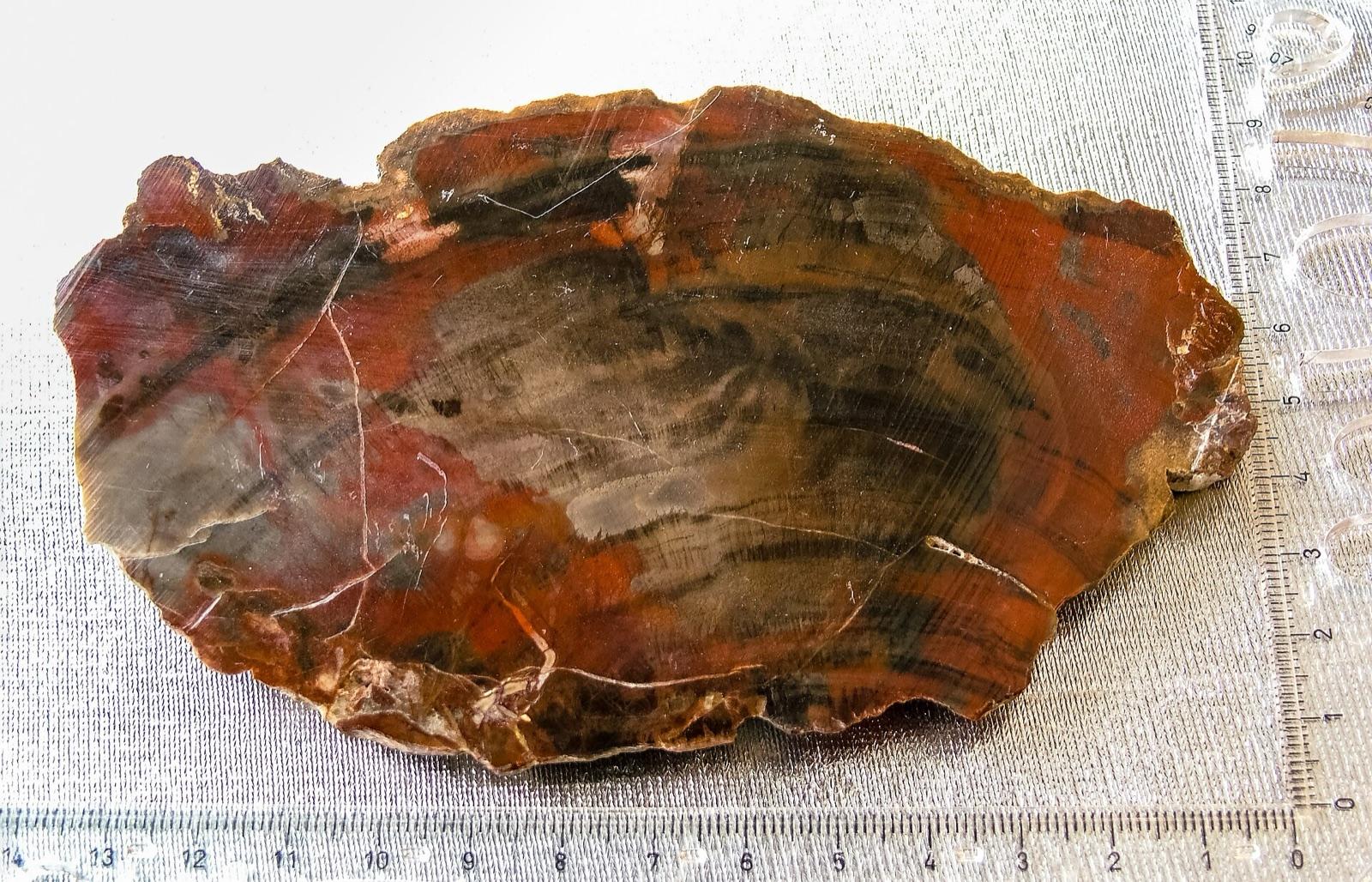 A polished slab of multicolored petrified wood, like that collected in Davy Crockett National Forest