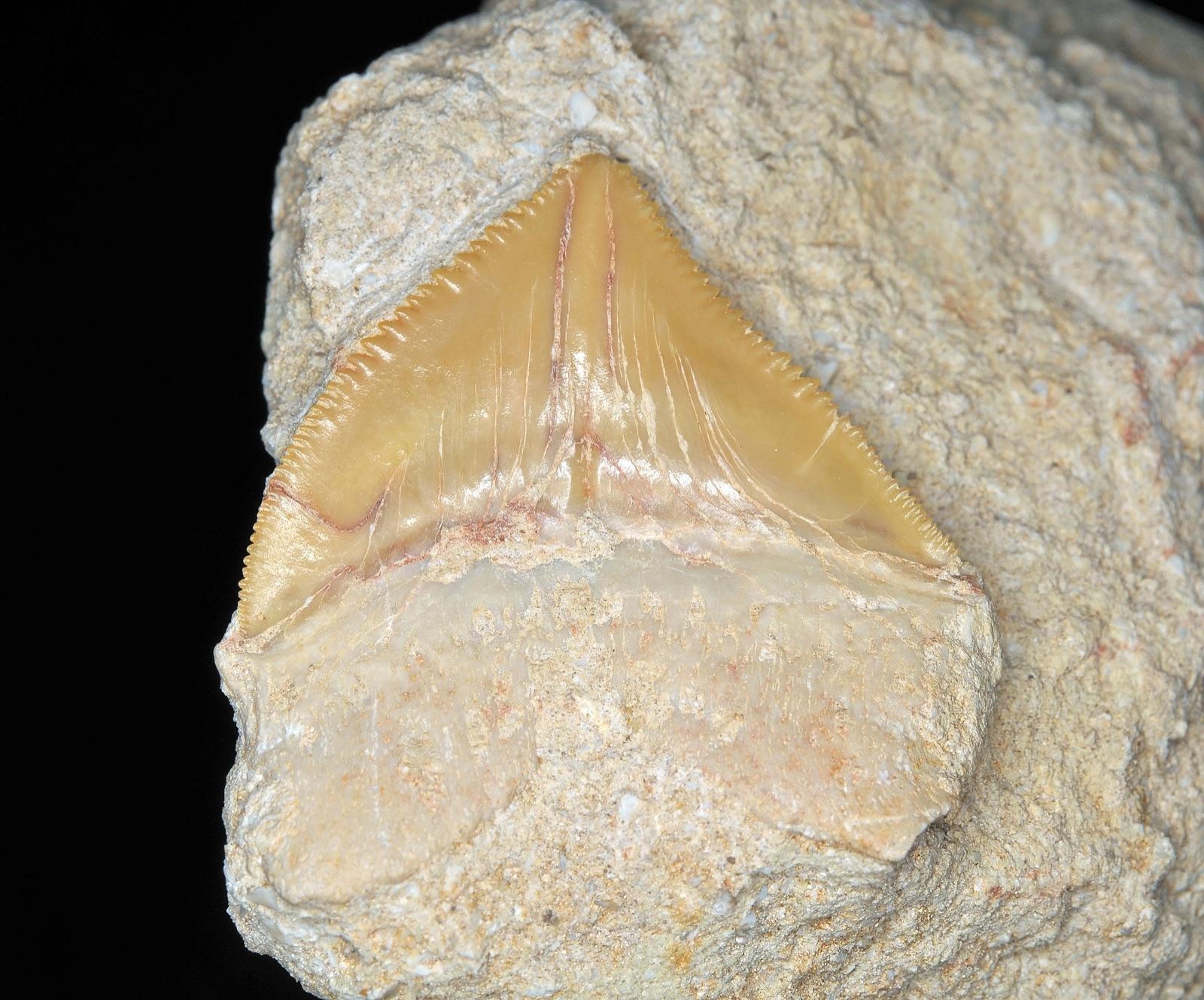 A Cretaceous shark tooth (Squalicorax) in matrix, like the fossil shark teeth found at Ladonia