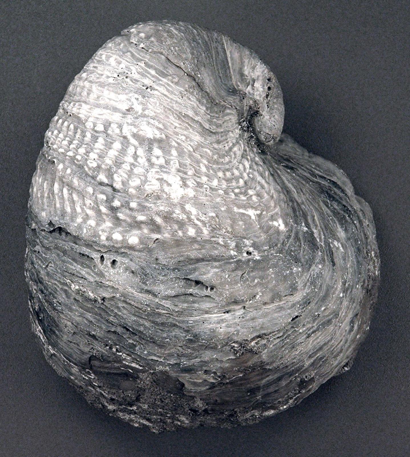 A Cretaceous fossil oyster (Exogyra), like the fossil oysters in the LBJ National Grassland