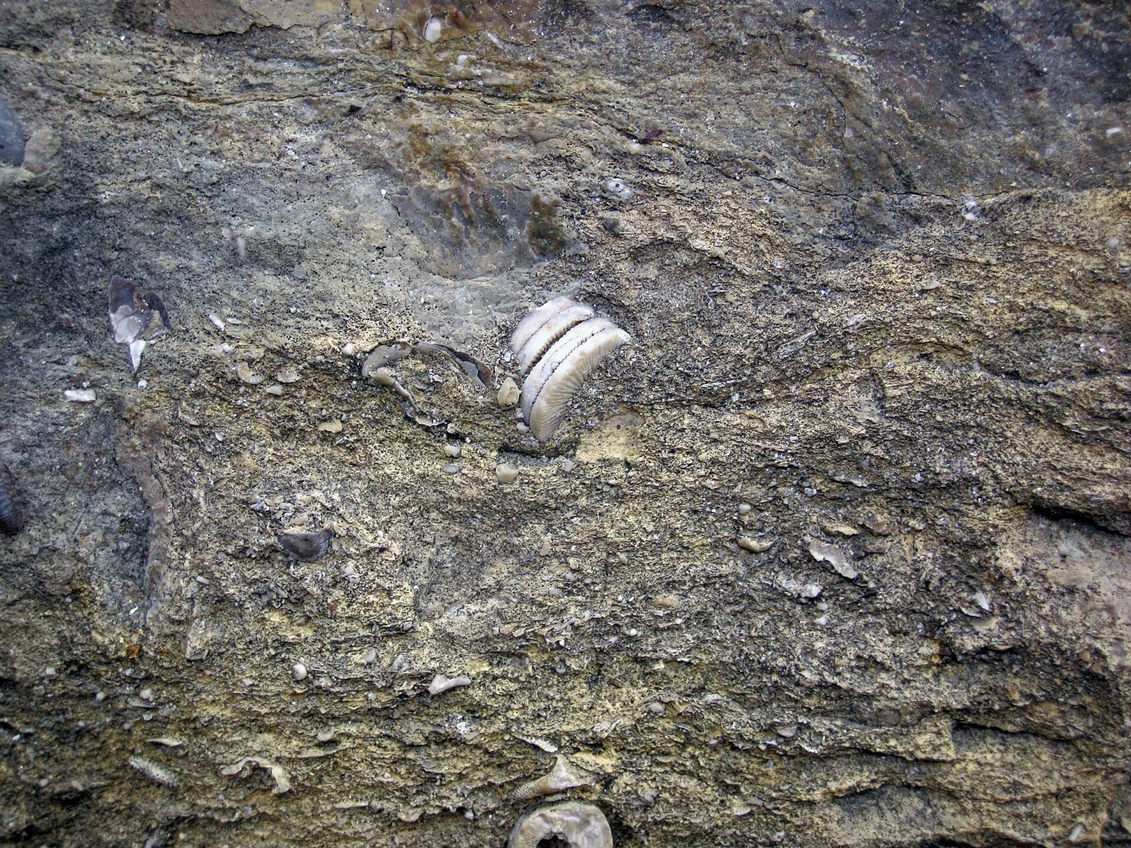 Crinoid stem fossils in Pennsylvanian limestone, like the marine fossils at Mineral Wells Fossil Park