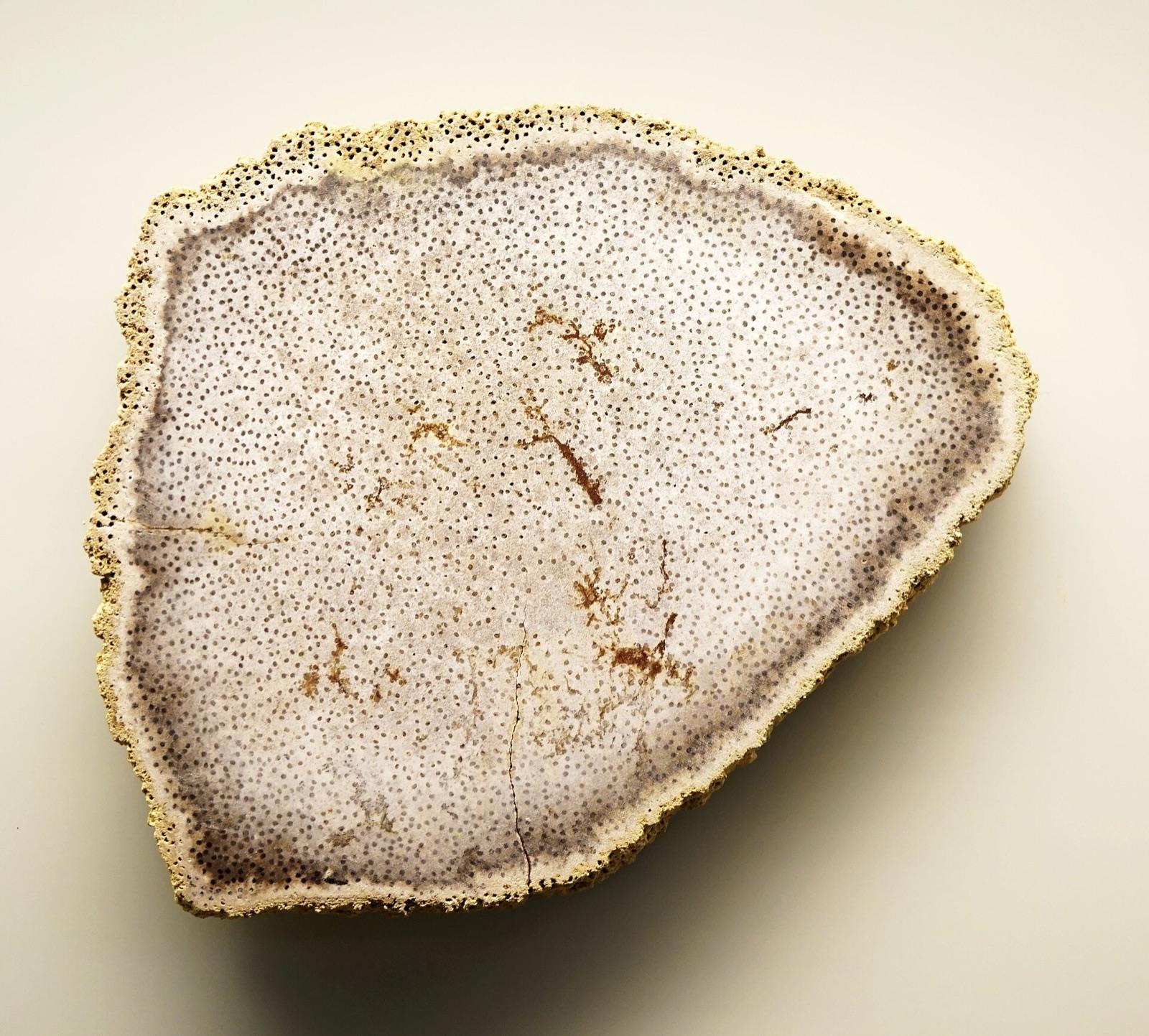 Polished petrified palm wood showing its rod pattern, the Texas state stone found in Sam Houston National Forest