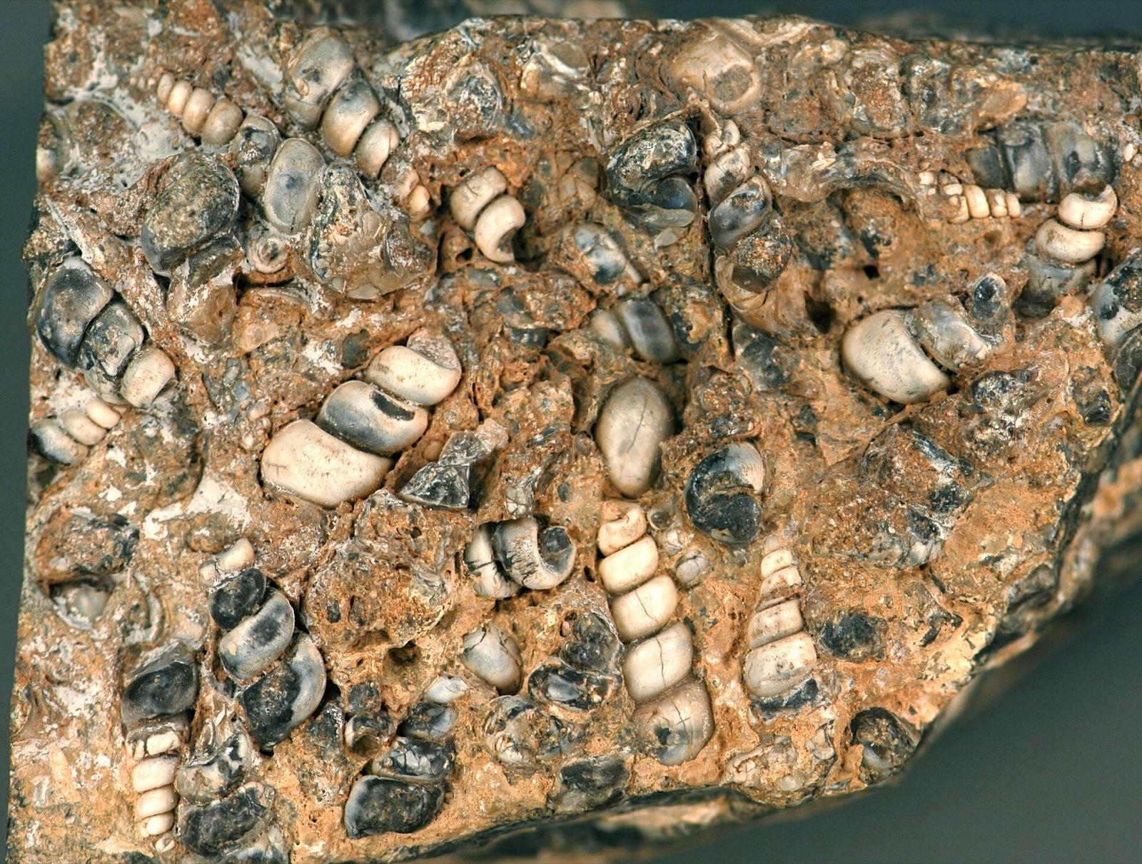 Fossil sea snails preserved in rock, like the Eocene gastropods found in the Stone City beds