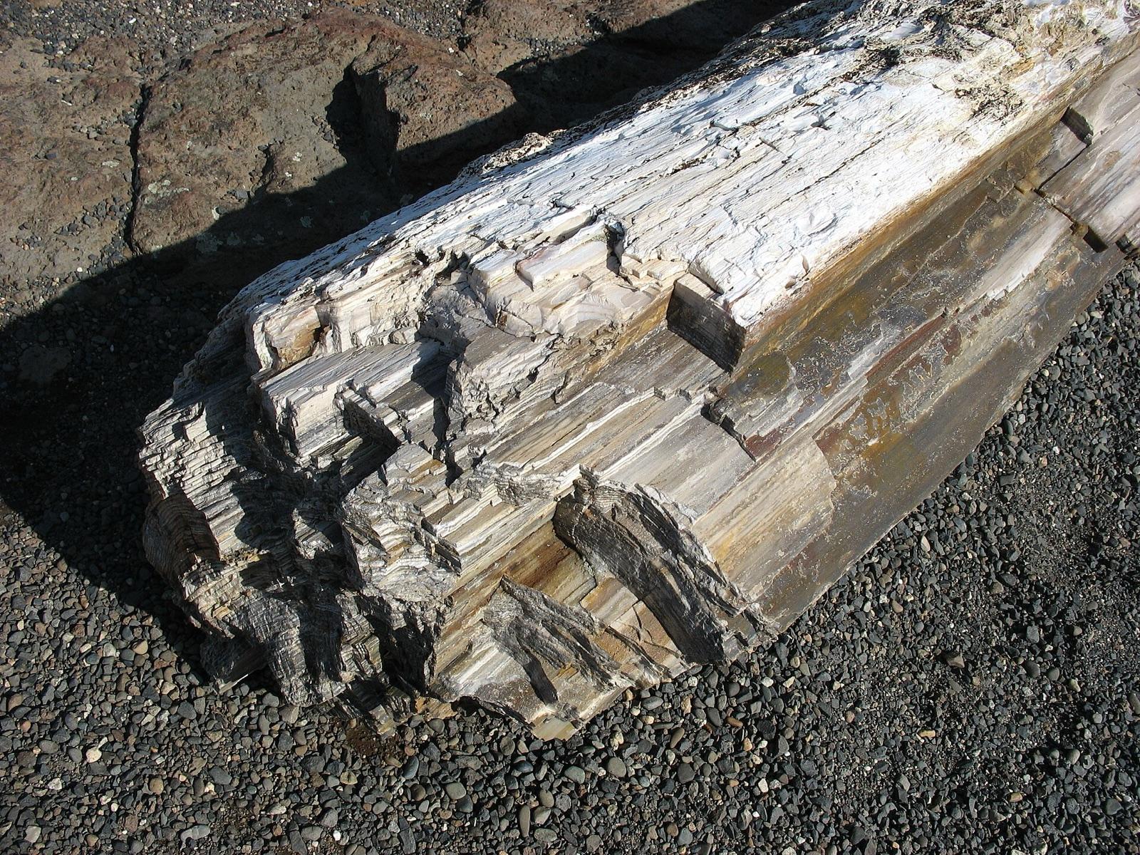 Petrified wood from Ginkgo Petrified Forest State Park, Washington's state gem