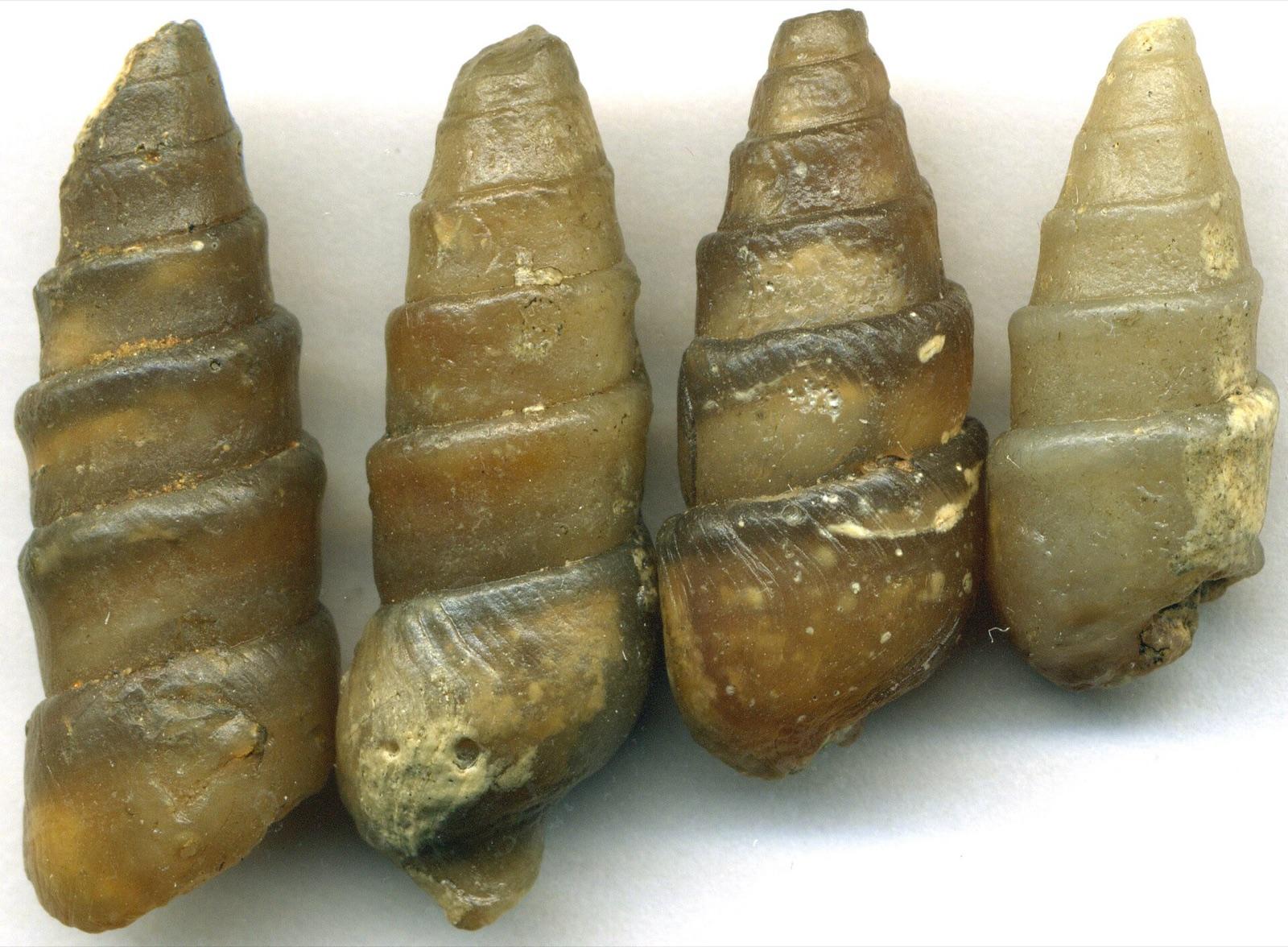 Fossil shells replaced by chalcedony, the kind of agatized shells found in the Willapa Hills