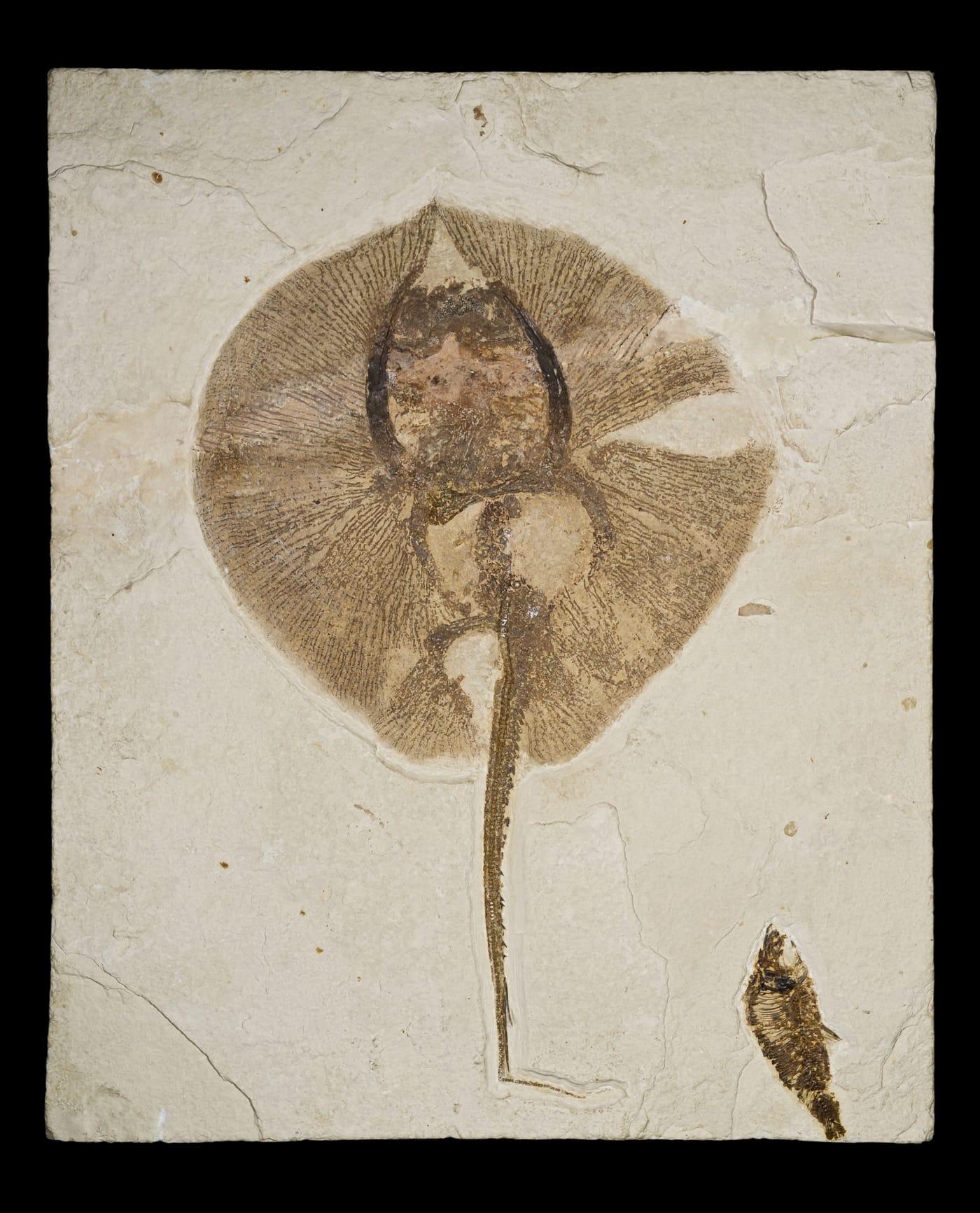 Heliobatis radians Green River Formation at Kemmerer, Lincoln County, Wyoming
