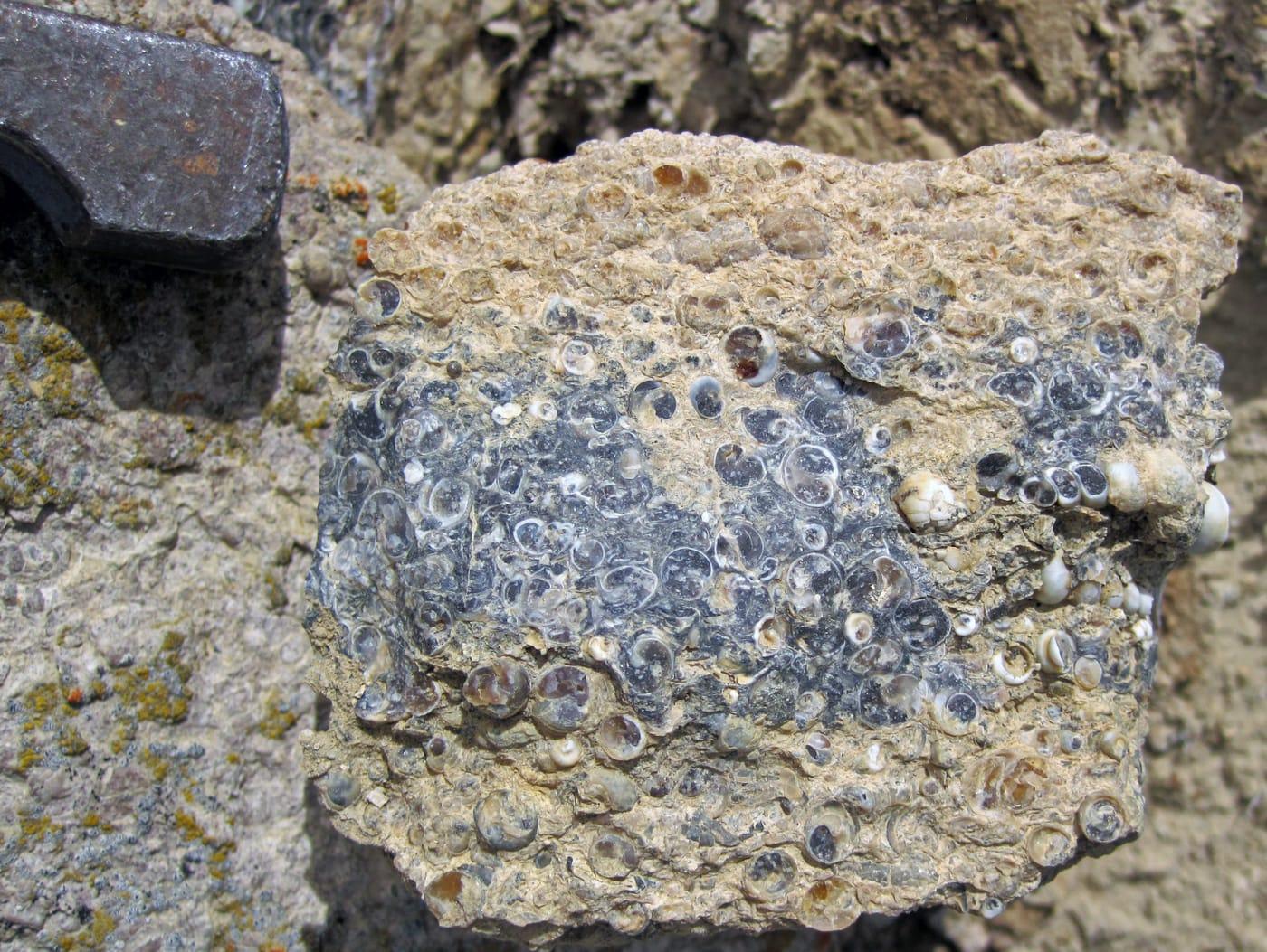"Turritella Agate" (partially chertified fossiliferous lacustrine limestone) (Laney Member, Green River Formation, Middle Eocene; North Barrel Springs Draw, south of Wamsutter, Wyoming, USA) 2 (19687779650) at Wamsutter, Sweetwater County, Wyoming
